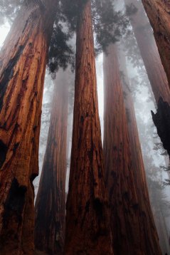 Redwoods.jpg